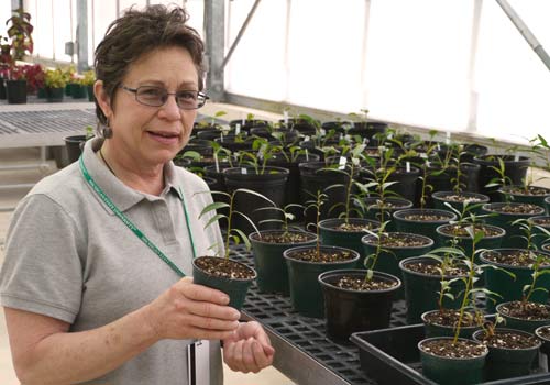 TBISD Teacher Ann Blight