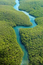 Scientific Support for Ancient Trees