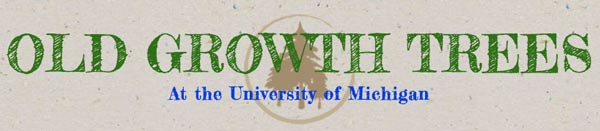 Old Growth Trees at University of Michigan