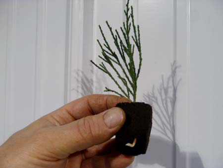 Rooted Waterfall Sequioa