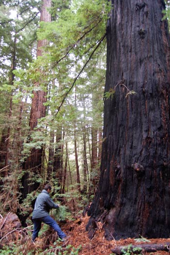 Ancient Coast Redwood