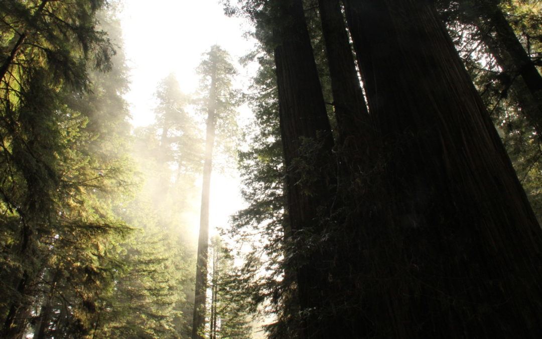 White Oak Added to Archive