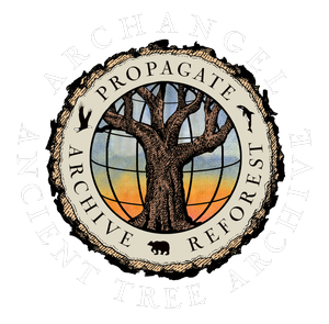 Archangel Ancient Tree Archive logo