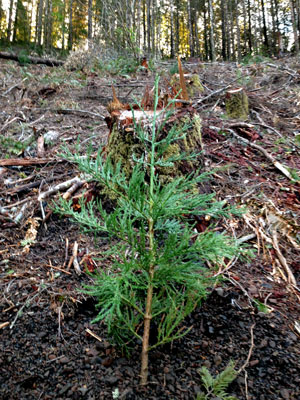 port-orford-super-grove-single-tree