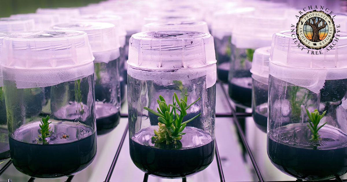 Propagation Archangel Ancient Tree Archive