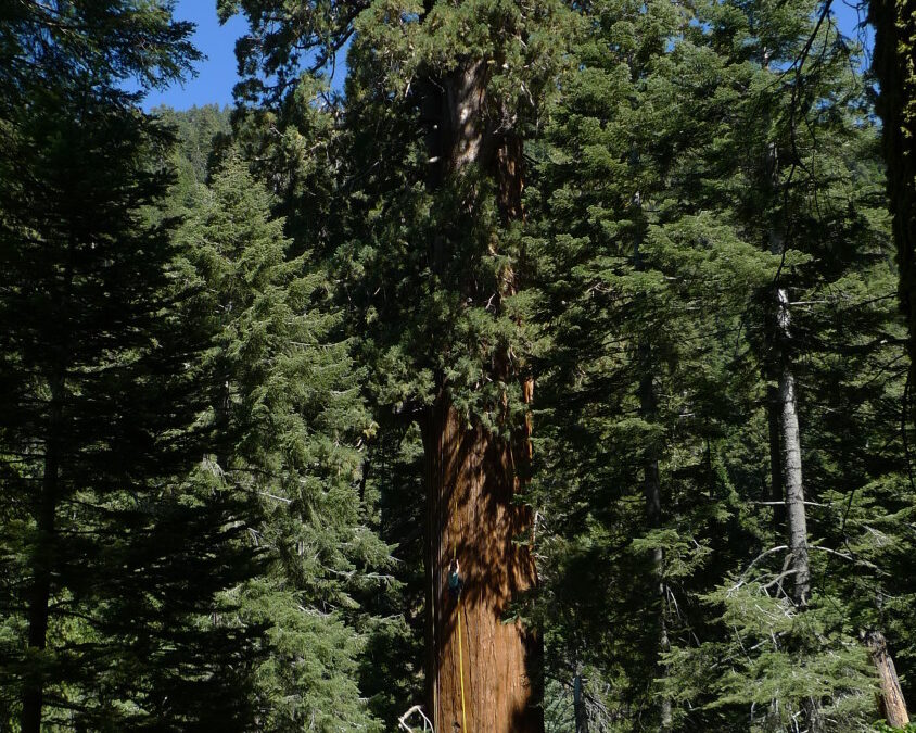 s17 | Archangel Ancient Tree Archive