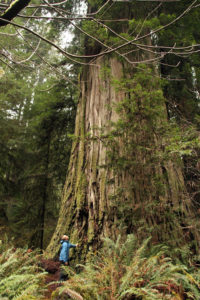 Archangel Champion Coast Redwood Tree