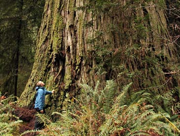 Save the Endangered Ancient Redwoods