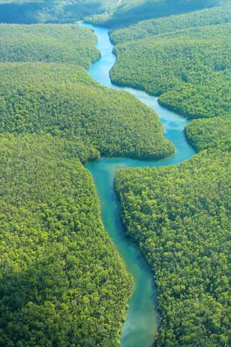 River flows through forest
