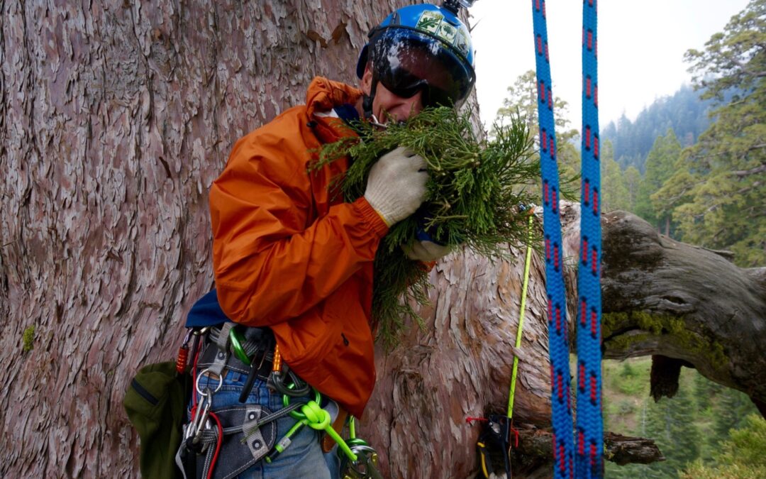 tree-machine-with-clippings | Archangel Ancient Tree Archive