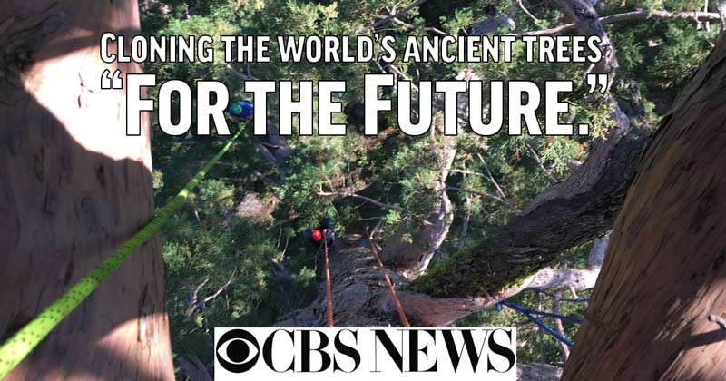CBS News: Cloning Trees for the Future