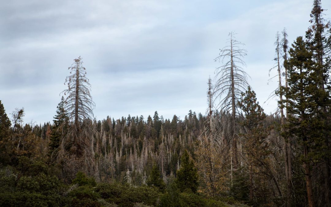 California's Trees are Dying