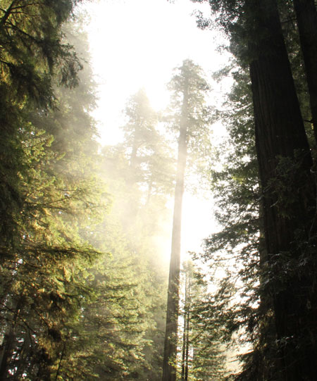 Giant Coast Redwoods