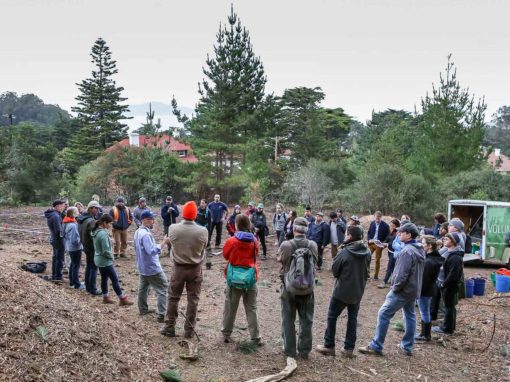 Super Grove Planted at Presidio