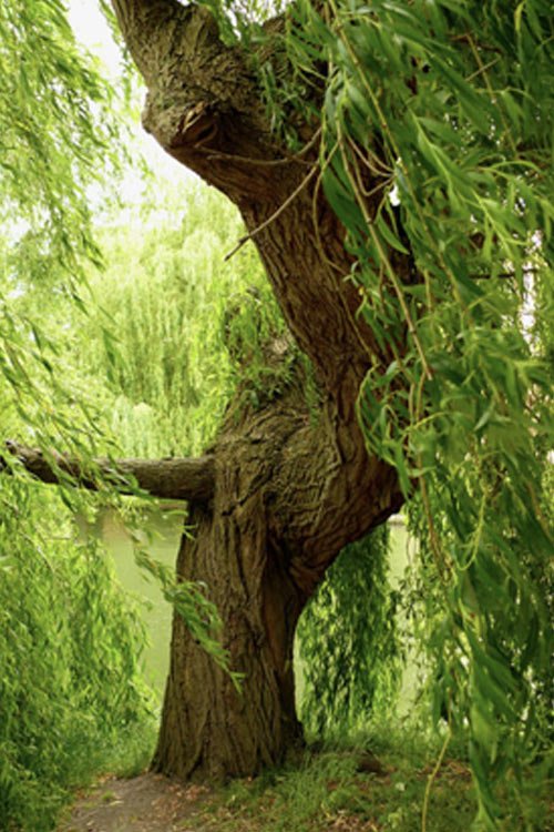 Donate a Certified Champion Black Willow Planting Archangel Champion Black Willow