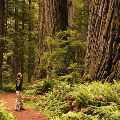 Champion Tree Grove