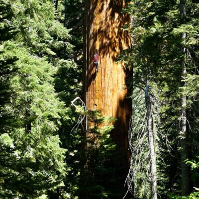 Archangel Champion Giant Sequoia