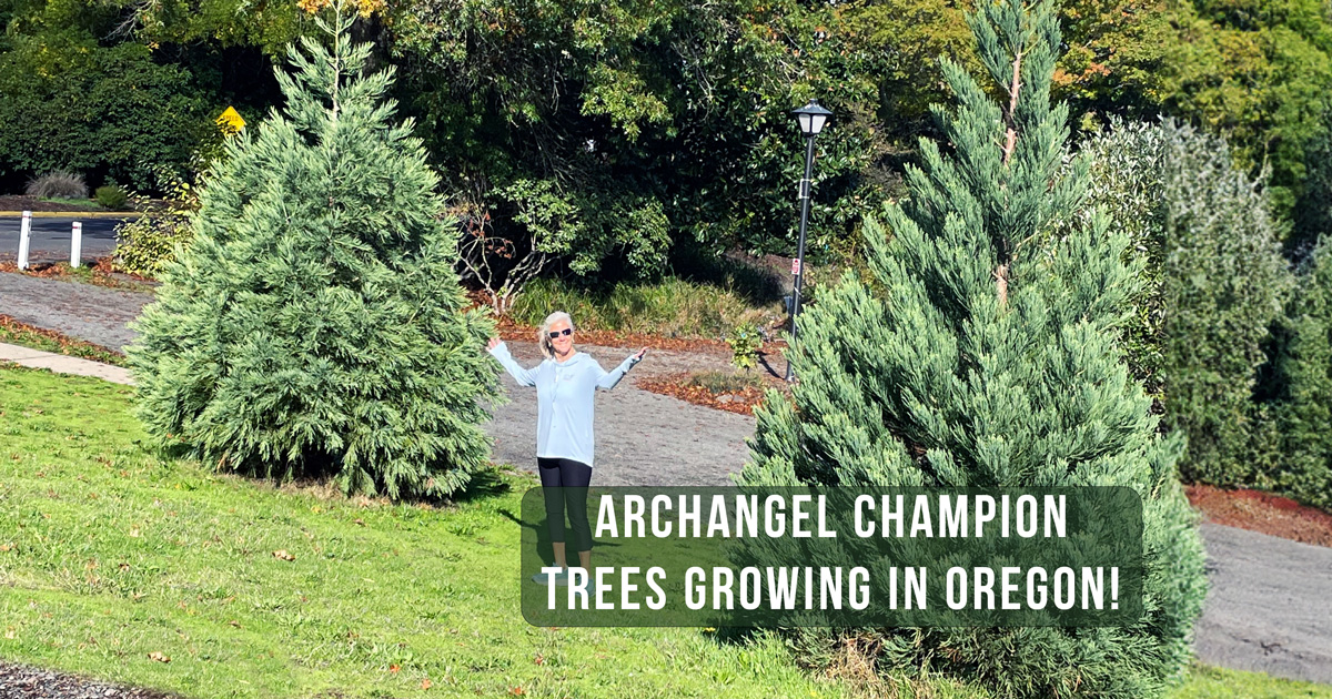Ahive Tree Archangel Waterfall Tree Clones Growing in Oregon | Archangel Ancient ...