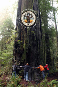 Archangel staff with hands around an ancient Giant Sequoia.