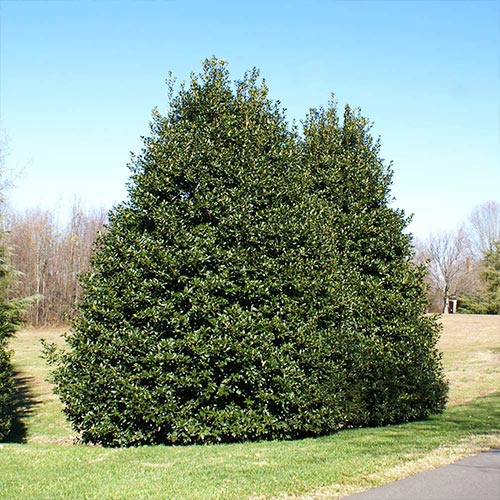 american-holly American Holly