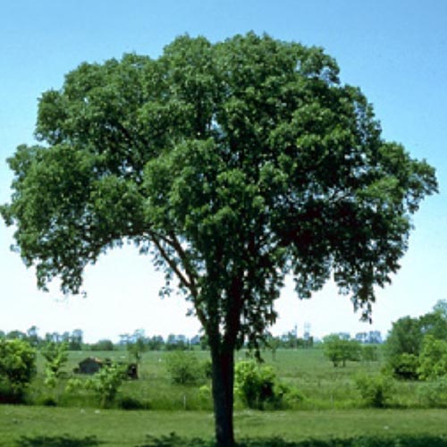 american-liberty-elm American Liberty Elm