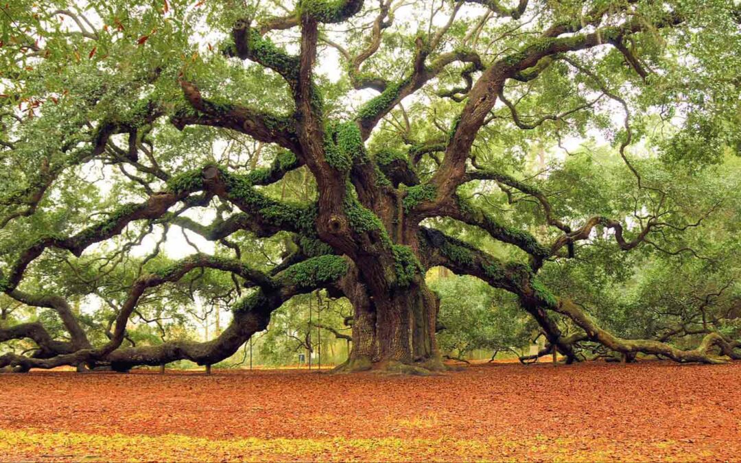 Ahive Tree angel-oak | Archangel Ancient Tree Archive