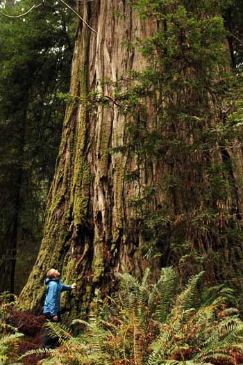 Old-Growth Coast Redwood Tree