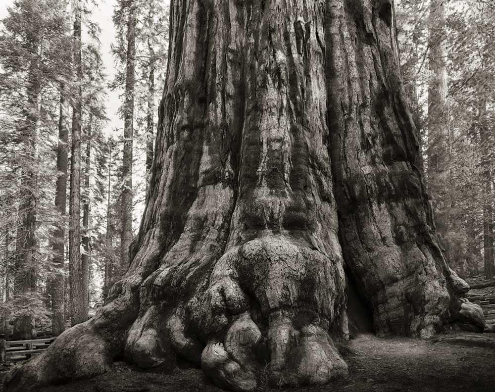 Beth Moon Print  Archangel Ancient Tree Archive