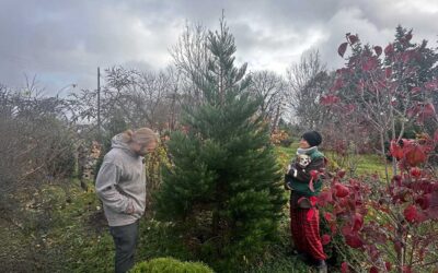 Historic First: Old-Growth Giant Sequoia Forest to Take Root in Detroit’s Inner City