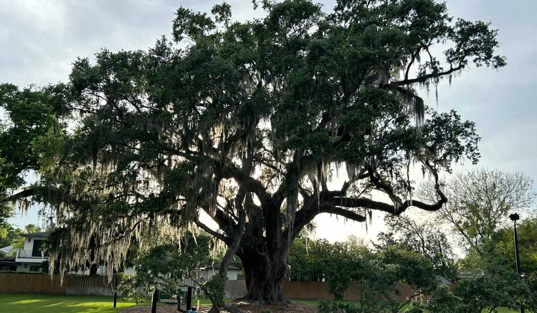 Reviving Giants: How Cloning ‘Big Tree’ and Other Historic Trees Can Reshape Our Future
