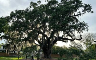 Reviving Giants: How Cloning ‘Big Tree’ and Other Historic Trees Can Reshape Our Future