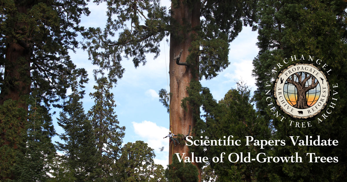 New List of Resources Validates Value of OldGrowth Trees Archangel