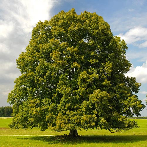 white-basswood White Basswood