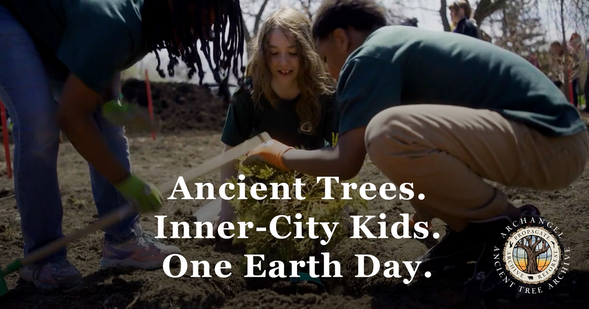 A Rite of Passage 165 Years in the Making | Archangel Ancient Tree Archive