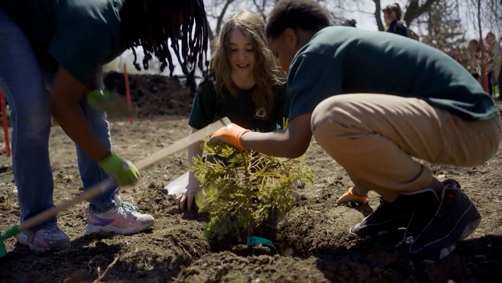 Youth planting ancient redwood sapling